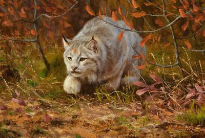 凯尔斯卡斯，猫科学焦点，油，13½x 20，4,400美元
