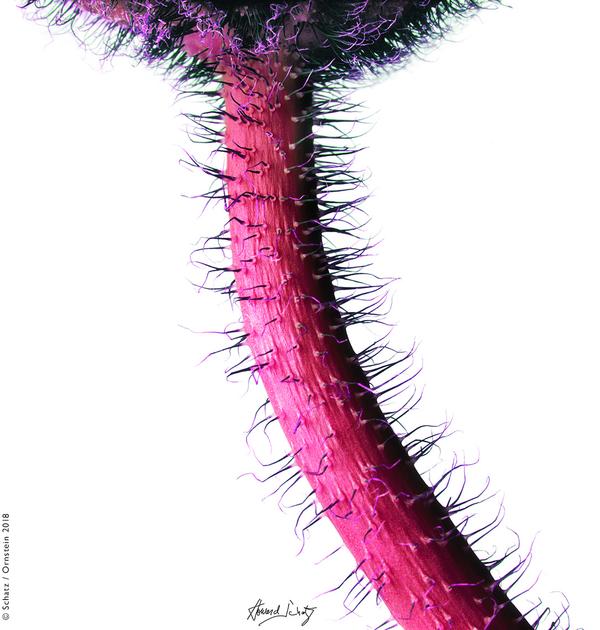 霍华德·沙茨(Howard Schatz)，《罂粟花》(Poppy 2)， 2008年，档案颜料印刷，12版