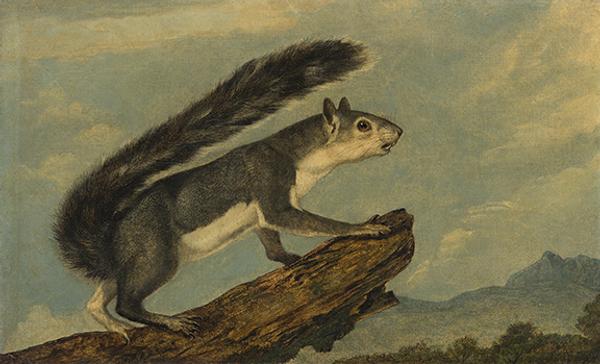 约翰·伍德豪斯·奥杜邦，加利福尼亚灰松鼠，布面油画，1853年。估计3万到5万美元。