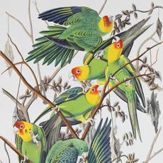 《美国鸟类》中的卡罗莱纳鹦鹉(细节)，1827-1838年，取自大自然。约翰·詹姆斯·奥杜邦(美国，1785-1851年)，伦敦R.哈维尔父子公司雕刻、印刷和着色。