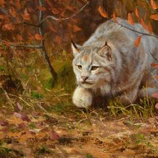 凯尔斯卡斯，猫科学焦点，油，13½x 20，4,400美元